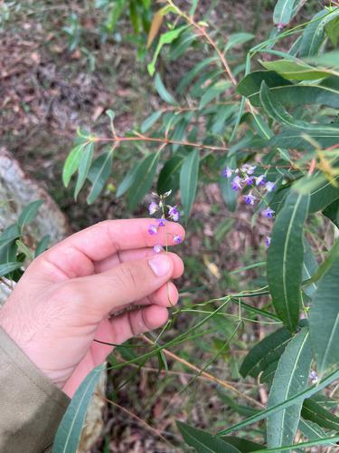 Glycine clandestina (Twining Glycine) (alternate view 7)