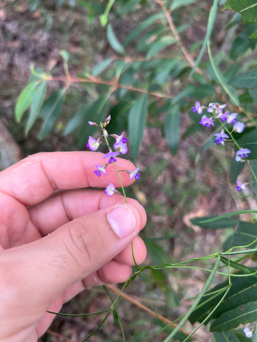 Glycine clandestina (Twining Glycine) (alternate view 6)
