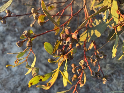 Eucalyptus incrassata (Ridge-fruited mallee)
