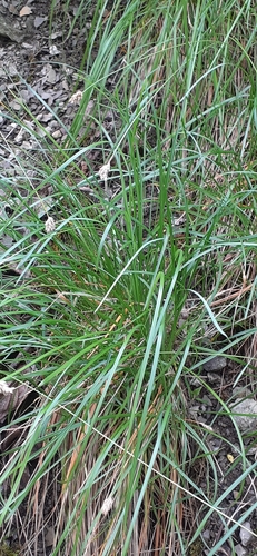 Sesleria heufleriana (alternate view 8)