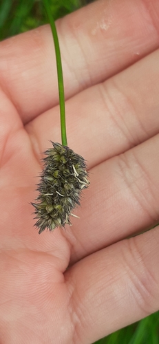 Sesleria heufleriana (alternate view 9)
