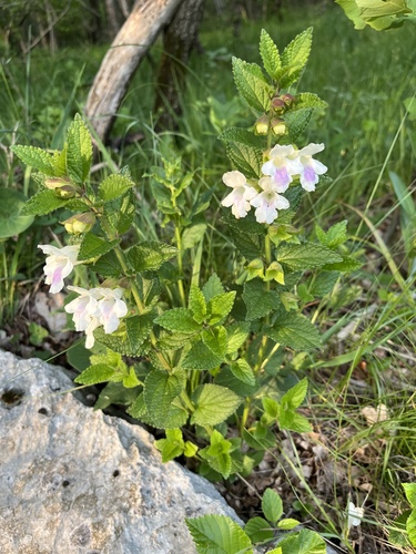 Melittis melissophyllum subsp. albida