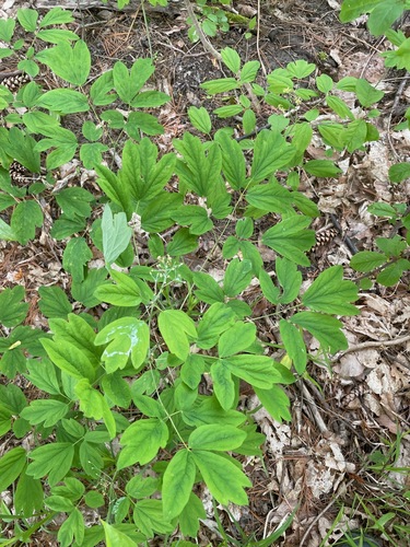 Caulophyllum thalictroides (Blue Cohosh)