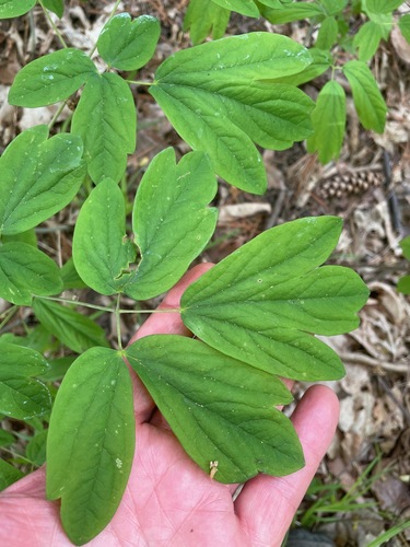 Caulophyllum thalictroides (Blue Cohosh)