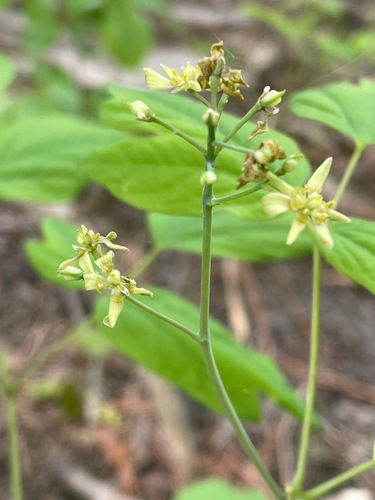 Caulophyllum thalictroides (Blue Cohosh)