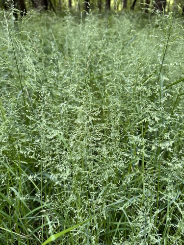 Poa trivialis (Rough Meadow-grass)