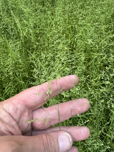 Poa trivialis (Rough Meadow-grass)