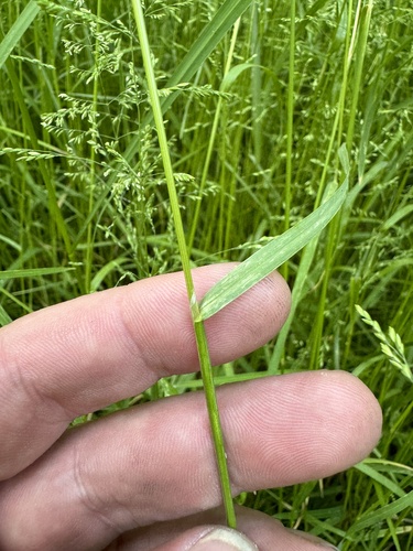 Poa trivialis (Rough Meadow-grass)
