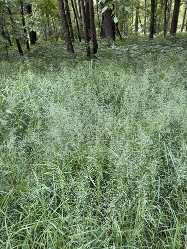 Poa trivialis (Rough Meadow-grass)