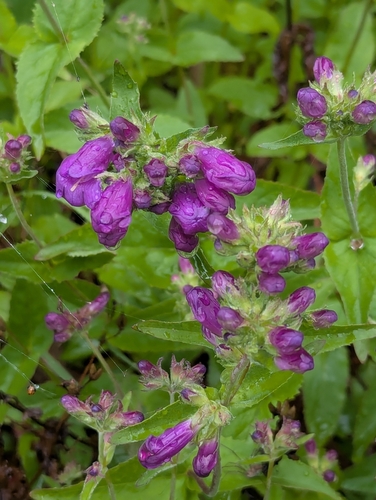 Penstemon serrulatus (Coast Penstemon) (alternate view 3)