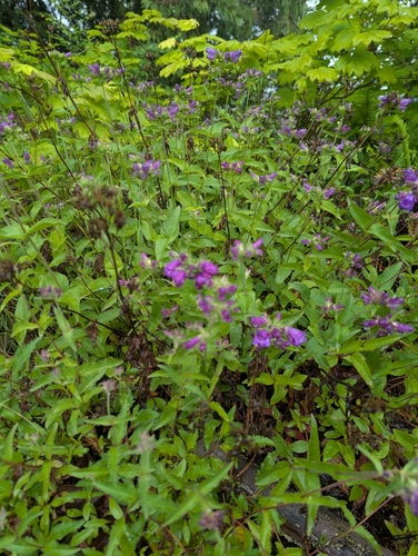 Penstemon serrulatus (Coast Penstemon) (alternate view 5)