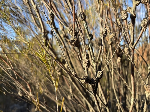 Melaleuca uncinata (broombush) (alternate view 7)