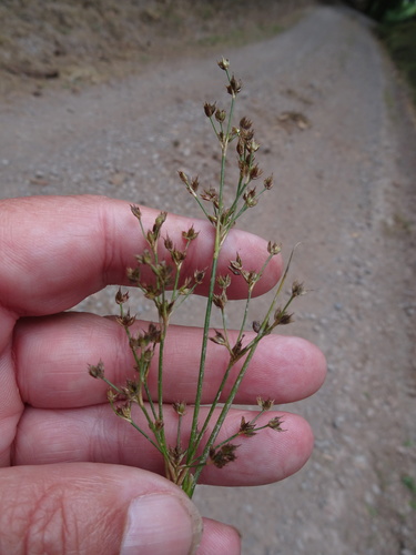 Juncus acutiflorus (Sharp-flowered Rush)