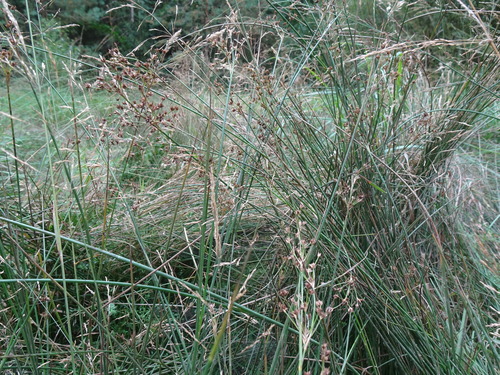 Juncus acutiflorus (Sharp-flowered Rush)