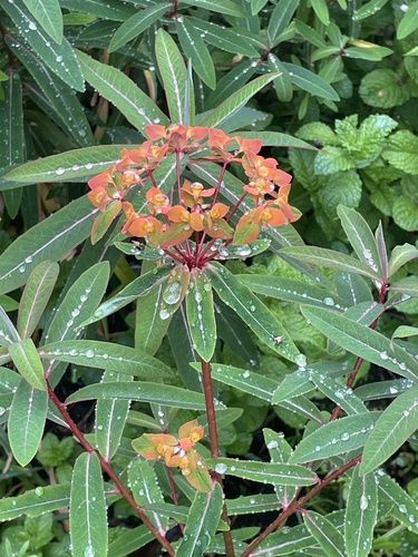 Euphorbia griffithii (orange spurge)
