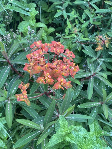 Euphorbia griffithii (orange spurge) (alternate view 2)