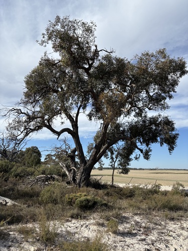 Eucalyptus arenacea (desert stringybark)