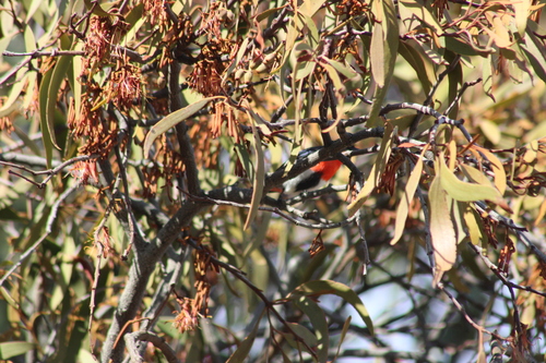 Eucalyptus arenacea (desert stringybark) (alternate view 3)