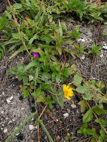 Sphagneticola trilobata (Trailing Daisy)