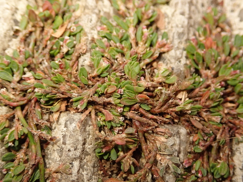 Polygonum arenastrum (Oval Leaf Knotweed) (alternate view 5)