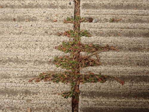 Polygonum arenastrum (Oval Leaf Knotweed) (alternate view 4)