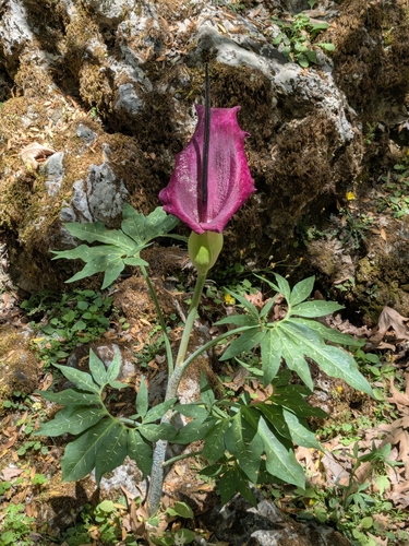 Dracunculus vulgaris (dragon arum) (alternate view 6)