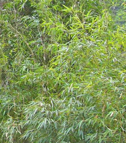 Fargesia robusta (Robust Bamboo)