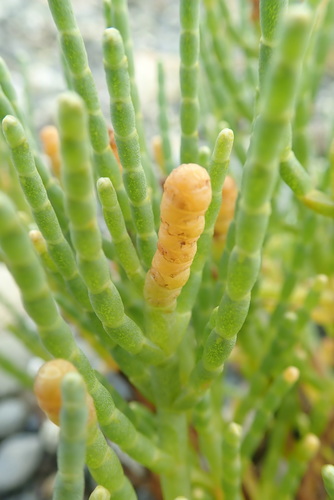 Salicornia pacifica (Pacific Glasswort) (alternate view 3)