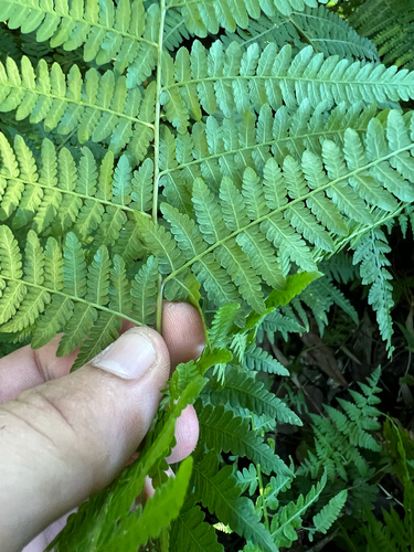 Hypolepis muelleri (Harsh Ground-fern) (alternate view 2)