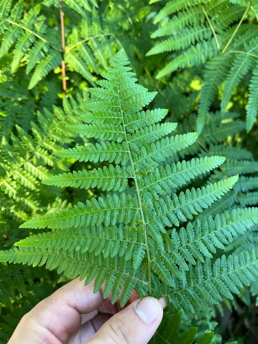 Hypolepis muelleri (Harsh Ground-fern)