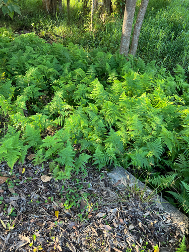 Hypolepis muelleri (Harsh Ground-fern) (alternate view 3)