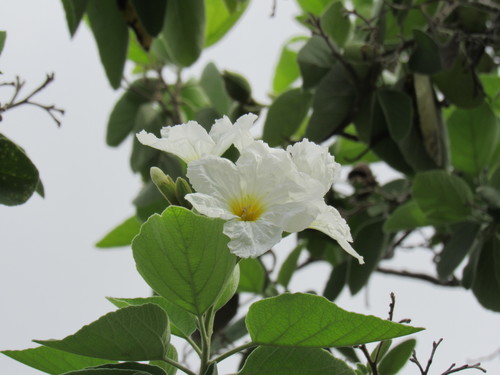 Cordia boissieri (Anacahuita) (alternate view 3)
