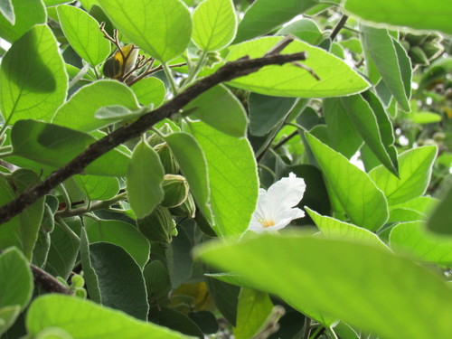 Cordia boissieri (Anacahuita) (alternate view 4)