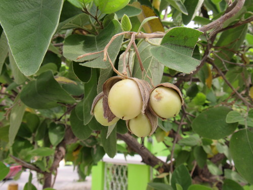 Cordia boissieri (Anacahuita) (alternate view 5)