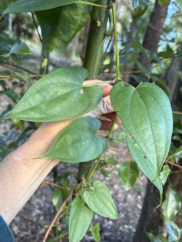 Dioscorea transversa (Common Yam Vine) (alternate view 3)
