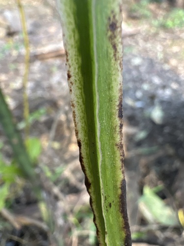 Dioscorea transversa (Common Yam Vine) (alternate view 4)