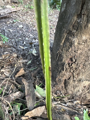 Dioscorea transversa (Common Yam Vine) (alternate view 5)