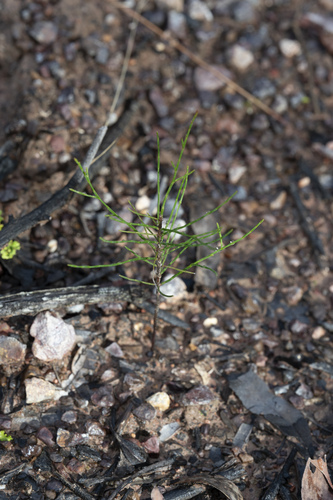 Allocasuarina torulosa (Forest sheoak) (alternate view 8)