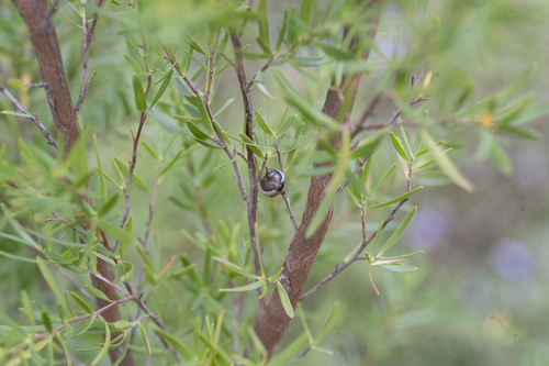 Leptospermum polygalifolium (Tantoon) (alternate view 4)