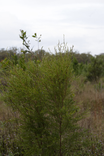 Leptospermum polygalifolium (Tantoon) (alternate view 5)