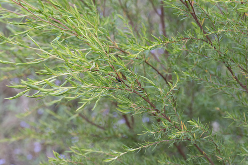Leptospermum polygalifolium (Tantoon) (alternate view 2)