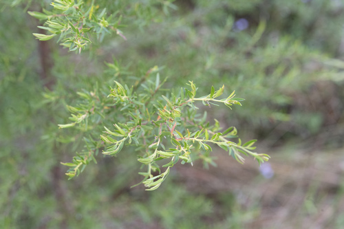 Leptospermum polygalifolium (Tantoon) (alternate view 3)