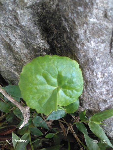 Centella asiatica (Indian pennywort)