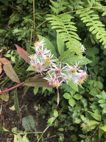 Oclemena acuminata (whorled wood aster) (alternate view 3)