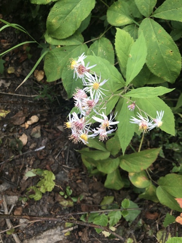 Oclemena acuminata (whorled wood aster) (alternate view 4)