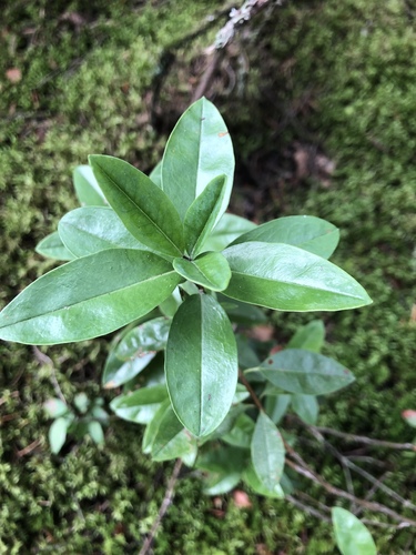 Kalmia angustifolia (sheep laurel)