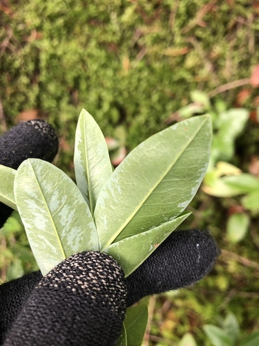 Kalmia angustifolia (sheep laurel)