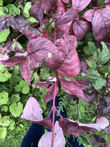 Cornus sericea (red twig dogwood, red osier) (alternate view 6)