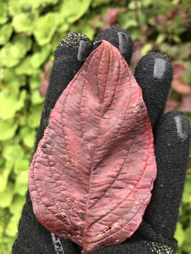 Cornus sericea (red twig dogwood, red osier) (alternate view 8)