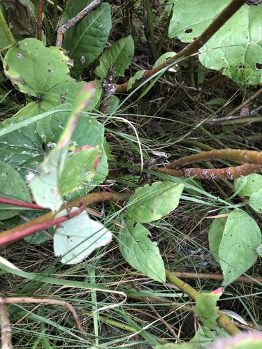 Cornus sericea (red twig dogwood, red osier) (alternate view 10)